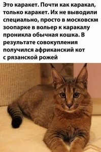 Хохотальня