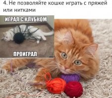 13 вещей, которые нельзя делать с кошкой