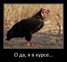 Синицы и их специфические вкусы
