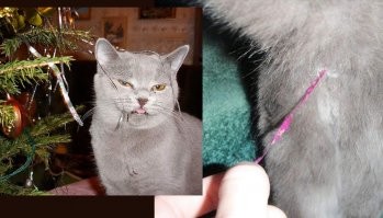 13 вещей, которые нельзя делать с кошкой