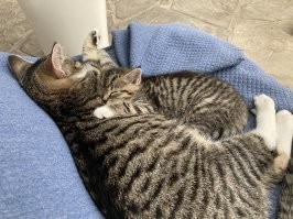 Котинги, это всегда тепло и уют.
