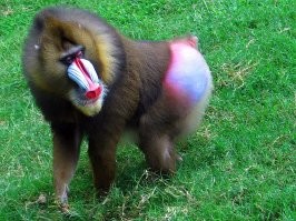 40 уморительных примеров ужасного макияжа