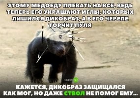 Идеальная зверюга. Вот кто должен выжить после третьей мировой войны. Тараканы и медоеды. Хотя с тараканами сомнительно - их сожрут медоеды.