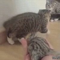 Кошачьи гифки