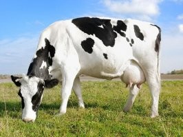 14 феноменов человеческого тела, которые превратились в заработок