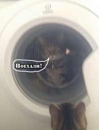 Кот закрыл кошку в стиральной машине
