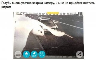 < Голубь очень удачно закрыл камеру, и мне не придётся платить штраф

и как же тебе доставили эту фотографию, неуловимый джо?