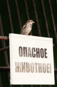 Почему в городах массово исчезают воробьи?