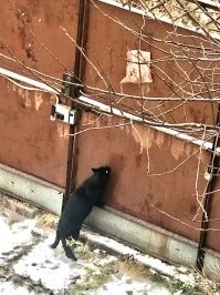 сало для синиц тоже кое кому нравится