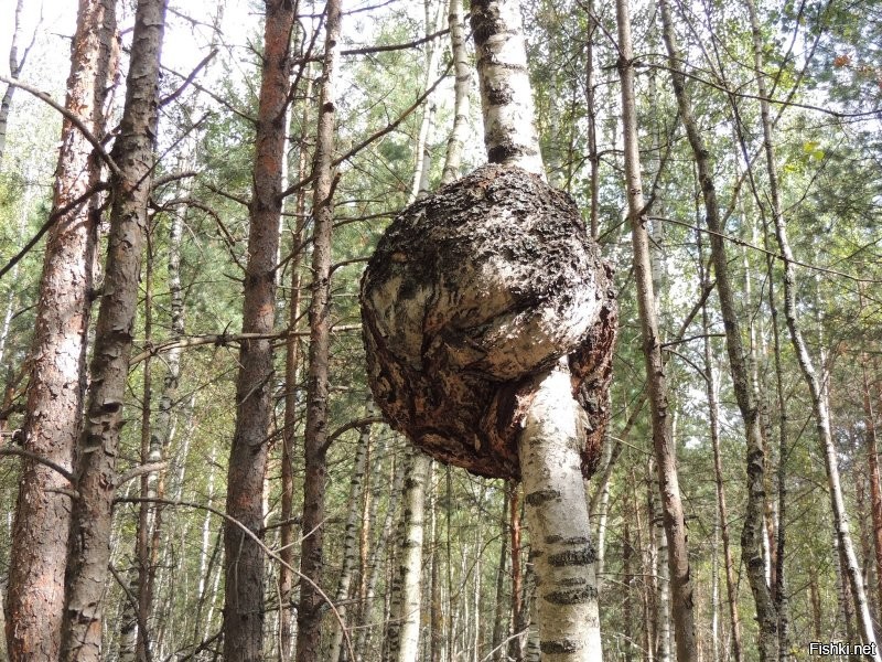 Вот так выглядит кап в лесу.