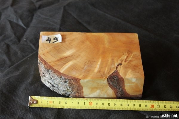 За серый, не читабельный шрифт - минус!
По теме поста: закручивание, по внутреннему рисунку волокон, очень похоже на прикорневую берёзовую сувель, почему-то распространившуюся на другие части ствола и имеющую чёткое направление.. Возможно клюнул заражённый какой-нибудь экземой/бородавками дятел. ;) Так как на структуру бородавки в мышечных волокнах, тоже, очень похоже...
Не путать сувель с капом и с чагой!
* Сувель есть на всех деревьях. От корня, высотой около метра, волнисто перекрученные внутри волокна. Самая крепкая часть ствола. Используется для изготовления рукояток молотков, кувалд, колунов, топоров. Частенько, ввиду отсутствия капа, для изготовления резных поделок, посуды. На солнце - светится и переливается, как перламутр. Иногда, особо сильно закрученные экземпляры сувели, пытаются втюхать несведущим, за карельскую берёзу. 
*



*
Кап - обязательно выступающий шарообразный нарост на стволе. Структура узловатая, часто с кавернами, типа червоточин. Регулярно имеет проросшие насквозь веточки или почки. Встречается редко, чем и ценен, помимо твёрдости и красоты рисунка. Тоже, часто выдают за карельскую берёзу.
*


* 
Чага вообще ГРИБ! Легко срезается ножом-топором. В измельчённом виде - заваривают и пьют, как чёрный чай. Вкусно! Лекарственно. Часто путают с капом. В лесу встречается редко. Чаще - в аптеках.
*