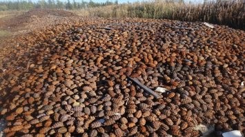 найди своё гранатовое поле