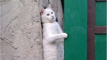 Мав-в-в-в-в