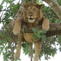 Все мы немного львы