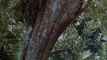 Хишники давно такую таскают.. )