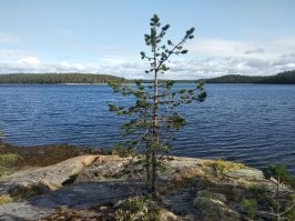 сплавлялись этим летом по р. Умба с выходом в белое море. Природа очень красивая на островах