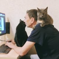 Да, котики - наше всё
