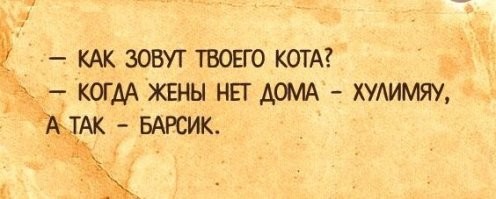 Да хоть оборитесь! На какие звуки откликаются котики разных стран