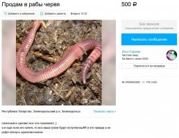 Лучшие резюме с Авито, или почему некоторые люди никак не могут найти работу