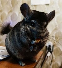Мой шиншил