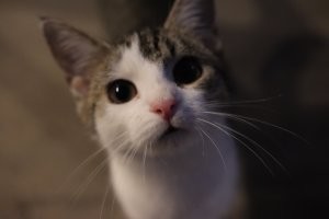 15 фотографий, доказывающих, что домашние любимцы делают человека счастливее