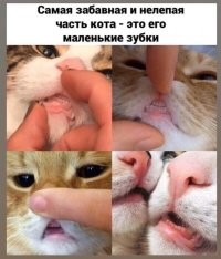 Кот этими зубками "разгрызает" сбитую шерсть и шершавым языком разравнивает, просто понаблюдайте за котом когда он приводит себя в порядок. Ну и вроде как кот когда кошку топчет, держит этими зубками ее за холку.