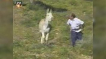 Просто у лошатки своя точка зрения на происходящее. Могло бы быть ихуже.