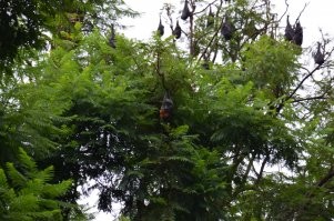 Как ими можно заразиться если они висят на дереве....Был в Австралии и видел этих лис...ну висят себе на дереве и весят ...не кого не трогают...тем более после недавней жары их очень много передохло..