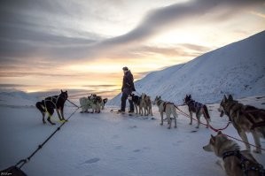Вот где Красотки-хаски, настоящие, северные, сильные, умные, не городские чахотки, в одной упряжке бегают