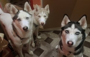Вот где Красотки-хаски, настоящие, северные, сильные, умные, не городские чахотки, в одной упряжке бегают