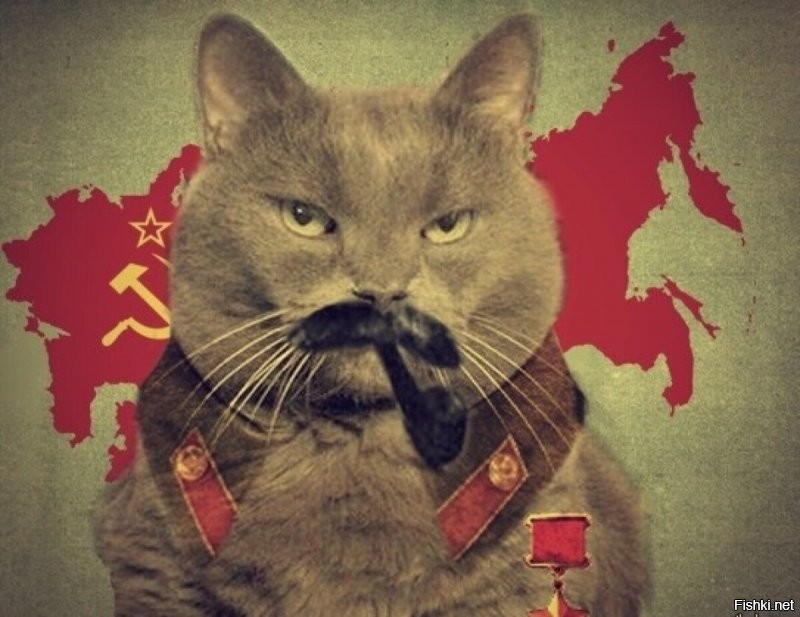 Русский кот должен выглядеть, приблизительно, вот так