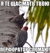Белка  прогнала назойливого дятла