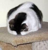 Айлурофилам пост