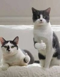 Айлурофилам пост