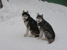 Хаски - не комнатная собачка
Мои в день не менее 10 - 12 км пробегают.