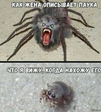 Ядовитые пауки-каракурты захватили Ростовскую область