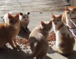 Штирлиц был на грани провала...