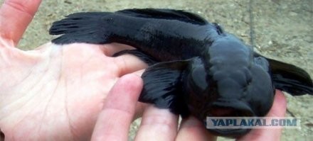 Black Lives Matter <span style='color:gray'>[мат]</span>