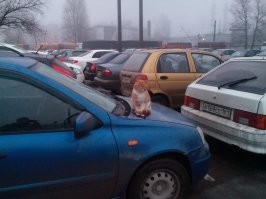 А это Ростовчанин.