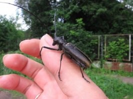 по сути, гастрономические предпочтения у них одинаковые..