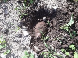 Месяц назад поле зачищали, там последнии лет 70 пашут-сеют, а оно все прет и прет!