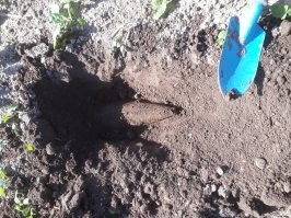 Месяц назад поле зачищали, там последнии лет 70 пашут-сеют, а оно все прет и прет!