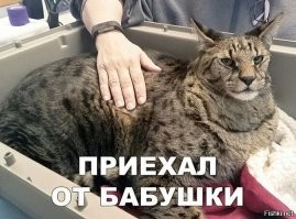 Кот
