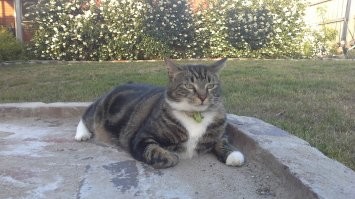 А мой котяра в 10кг чистого пуха и породы австрийский помойный, таскает поссумов. Не жрет, а просто душит и в доме на коврик складирует. Скатина. Люблю его.