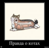 20 интересных фактов о&nbsp;кошках