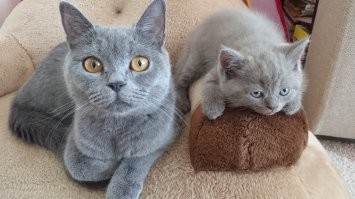 Наша кошка с котенком.