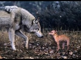 селекционеры идиоты