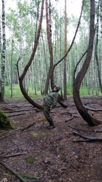 Это я в Пьяном лесу года три назад. И о каких дугах речь?