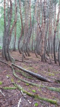 Это я в Пьяном лесу года три назад. И о каких дугах речь?