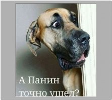 Ученые выяснили: сон с собакой полезен для человека